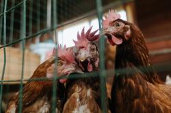 英雄联盟总决赛时间-雷霆节奏掌控步行者，贝恩如何成为撕裂防线的一把手术刀