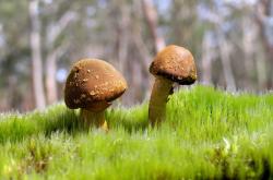 LOL赛事-楚阿梅尼单骑救主，阿尔及利亚展露獠牙力克秘鲁