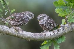 LOL赛事-黄潜艇击沉高原巨人，维尼修斯如何引爆一场跨越次元的足球战争？