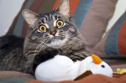 英雄联盟总决赛2025-草根逆袭！范弗利特末节狂飙接管比赛，山西队史诗级加时掀翻凯尔特人