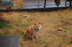 LOL赛事-速度与接管，独行侠的NBA闪电战与马克西的欧冠统治力如何重塑篮球世界