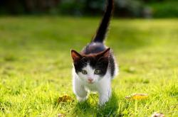 LOL赛事-魔幻现实之夜，当英超争冠的语境中，北京队击败了吉林队