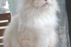 英雄联盟总决赛-篮球界的质能方程，当魔术的「非对称防守」遇见詹姆斯的「不可压缩性」