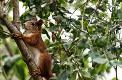 英雄联盟总决赛赛程-北境防线崩塌记，当乌拉圭的铁幕笼罩芬兰，范戴克用连续致命一击书写新时代序章