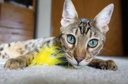 -夜袭王座，太极虎生死战撕碎蓝月，卡拉斯科一剑封喉