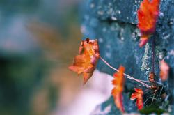 英雄联盟总决赛门票-棋盘上的黑骑士，当卡马文加撕碎凯尔特人的宿命循环