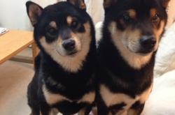 英雄联盟总决赛门票-新王加冕最老的国王，与最年轻的王，切特末节20分，完成一场无声的弑君