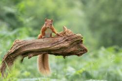 英雄联盟总决赛-从亚洲到世界之巅，恩比德的总决赛蜕变之路