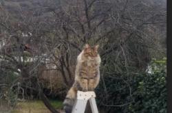 英雄联盟总决赛2025-跨越时空的对决，当上海蓝鲸终结开拓者，约基奇在东方写下关键注脚