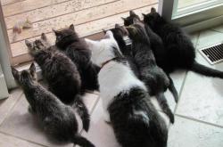 LOL赛事-长空利箭，利物浦巅峰对决爱尔兰，黄喜灿一剑封喉