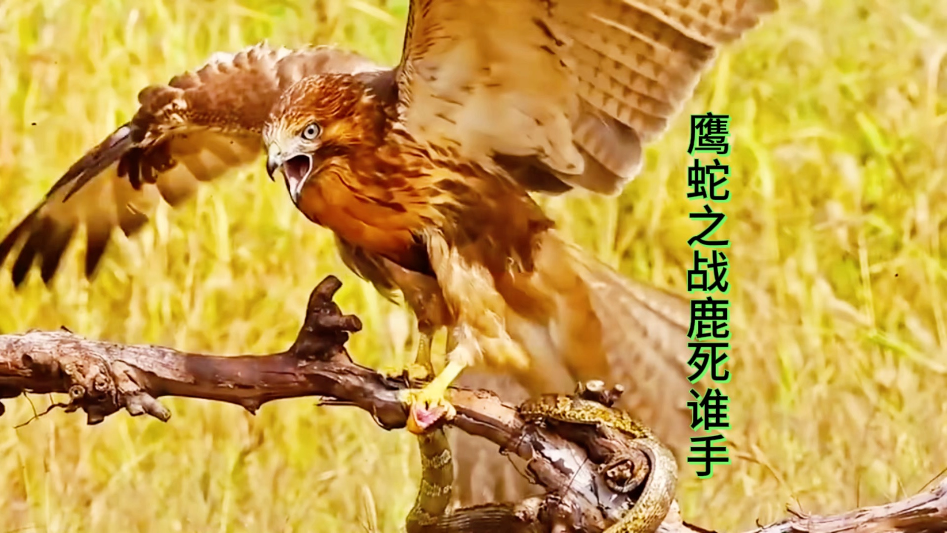 雄鹿大胜老鹰,继续保持良好状态的简单介绍 雄鹿大胜老鹰,继续保持良好状态的简单介绍