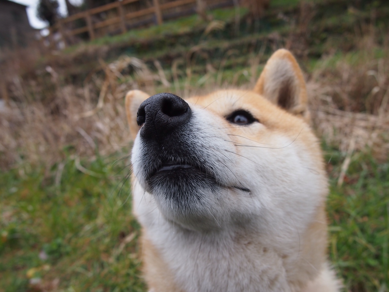 钢铁洪流与精密仪器，赖斯如何用压制哲学终结德甲狂飙