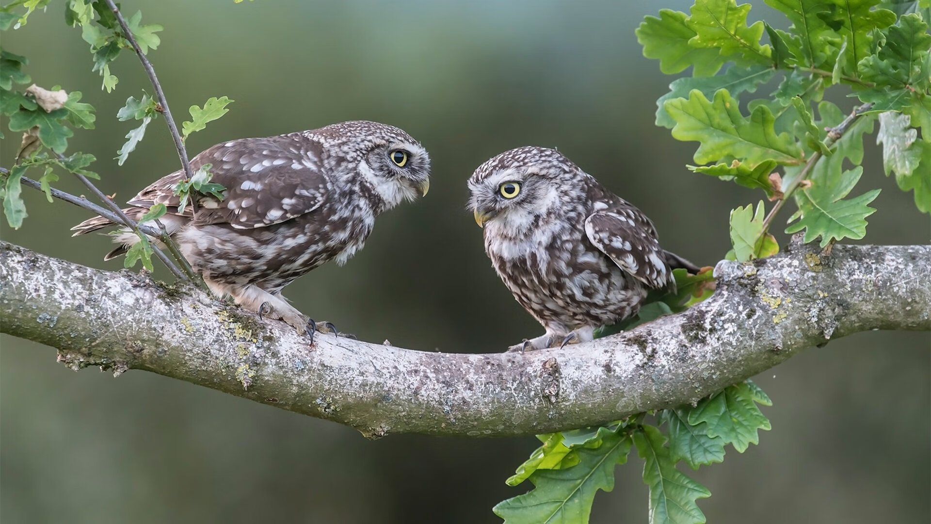 黄潜艇击沉高原巨人,维尼修斯如何引爆一场跨越次元的足球战争?