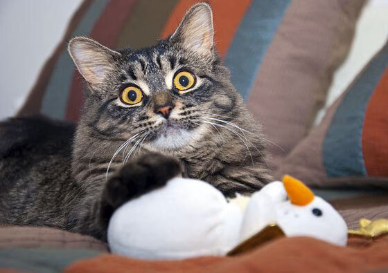 草根逆袭!范弗利特末节狂飙接管比赛,山西队史诗级加时掀翻凯尔特人