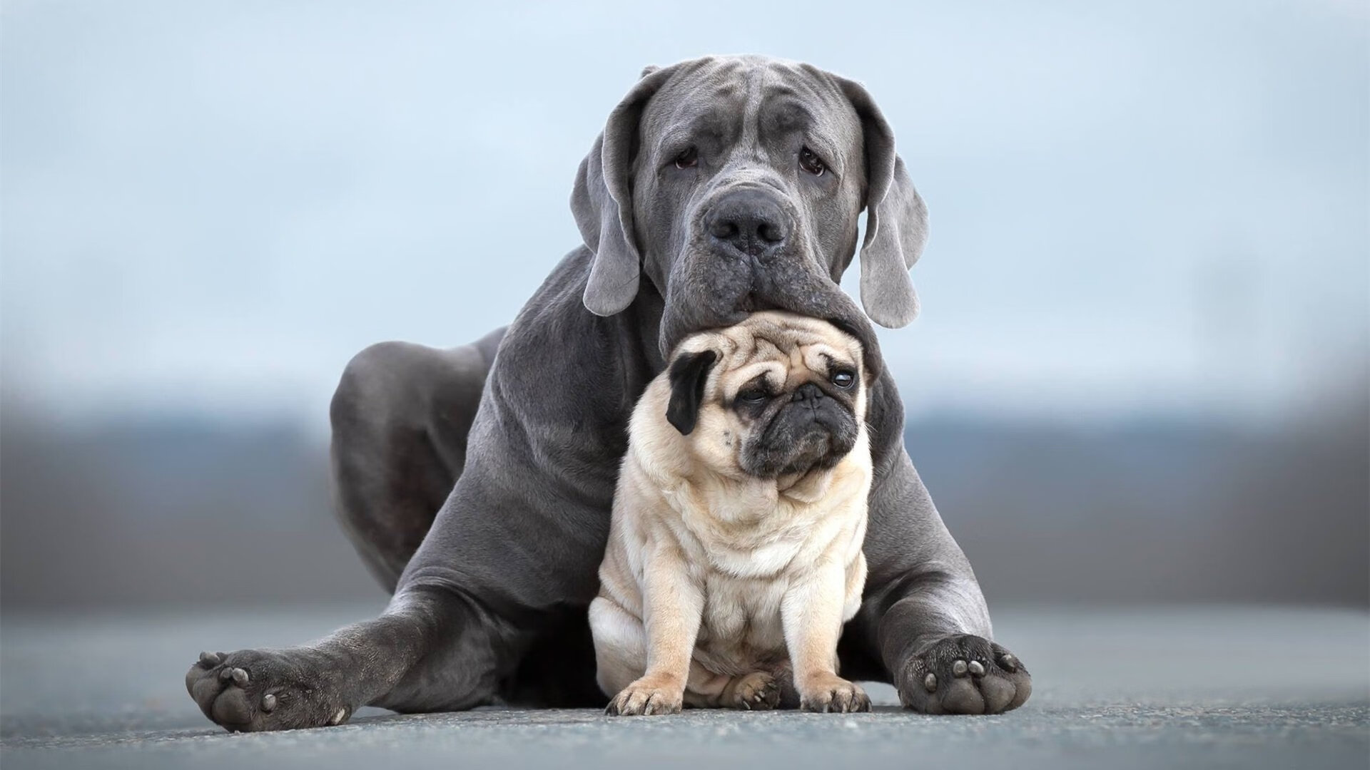 年度焦点之战,当马刺用一万次传导球凿穿了鹈鹕的天赋孤岛