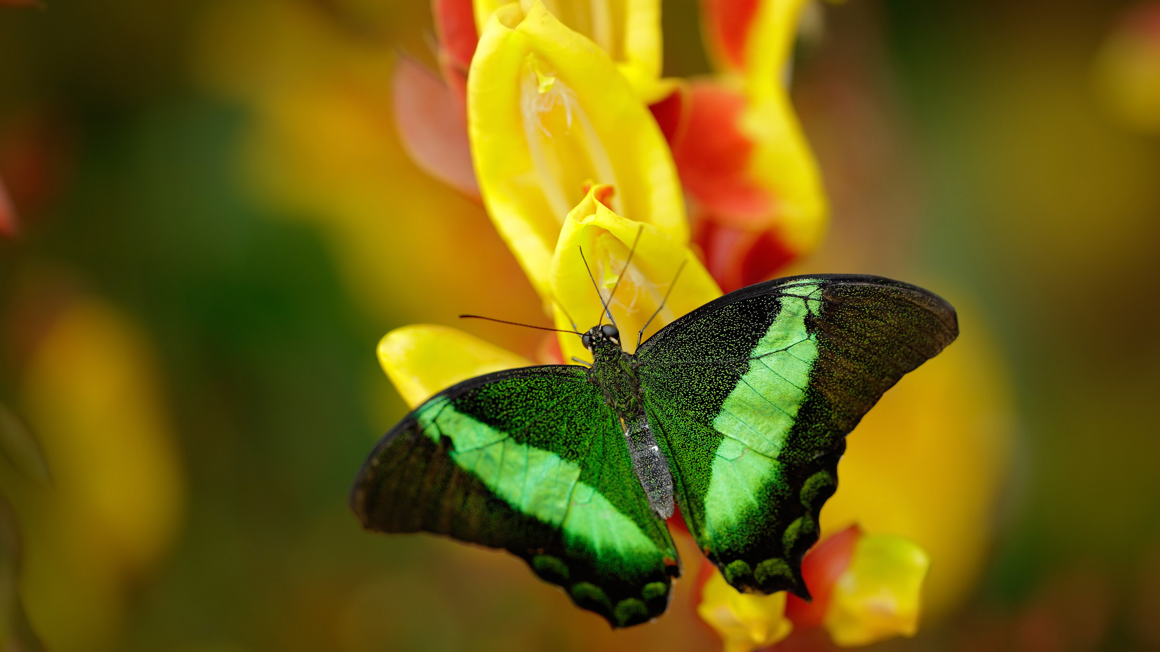 当休城火焰点燃鹏城之夜,杰伦格林50分神迹,骑士式团队决胜深圳