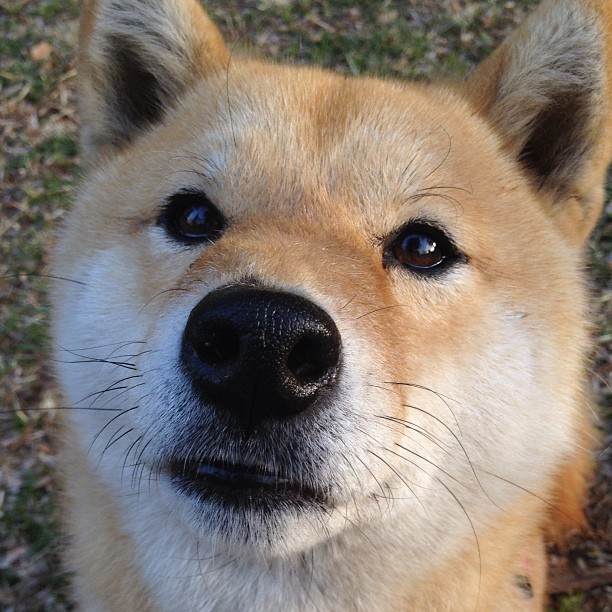 范戴克的艺术，硬仗中教科书式的防守，美国险胜卡塔尔的背后功臣