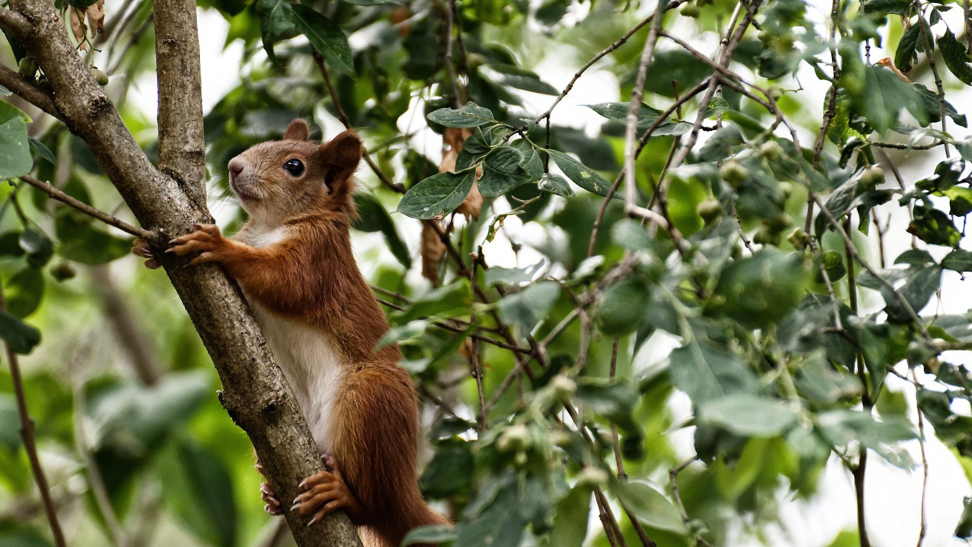 北境防线崩塌记,当乌拉圭的铁幕笼罩芬兰,范戴克用连续致命一击书写新时代序章