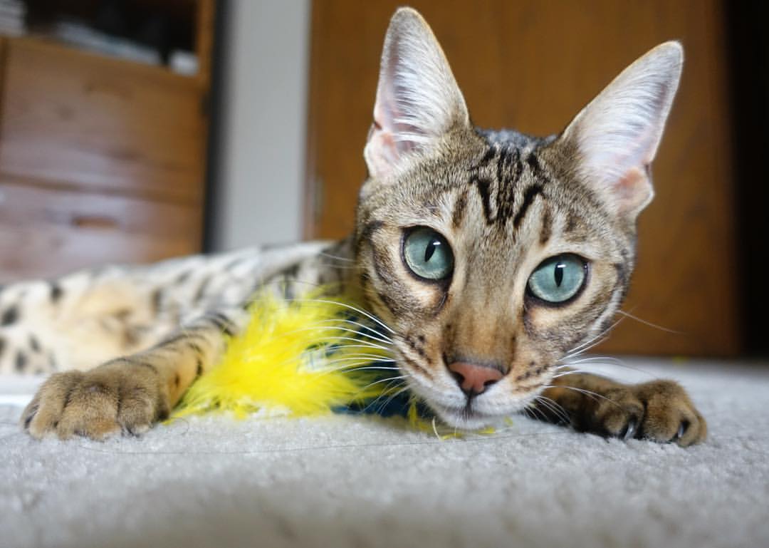 夜袭王座，太极虎生死战撕碎蓝月，卡拉斯科一剑封喉