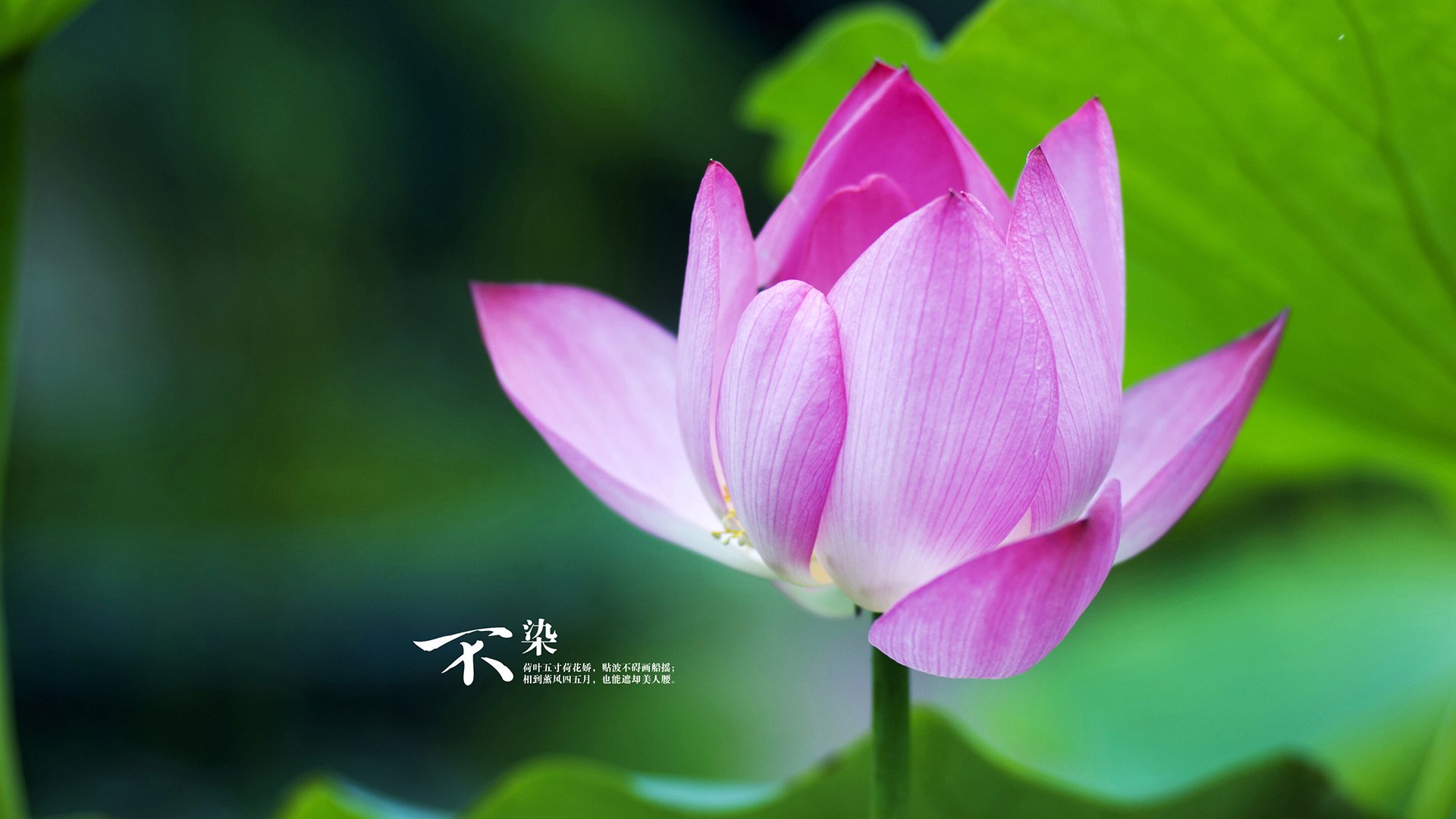 一亿颗星斗下，法比尼奥的战争与和平