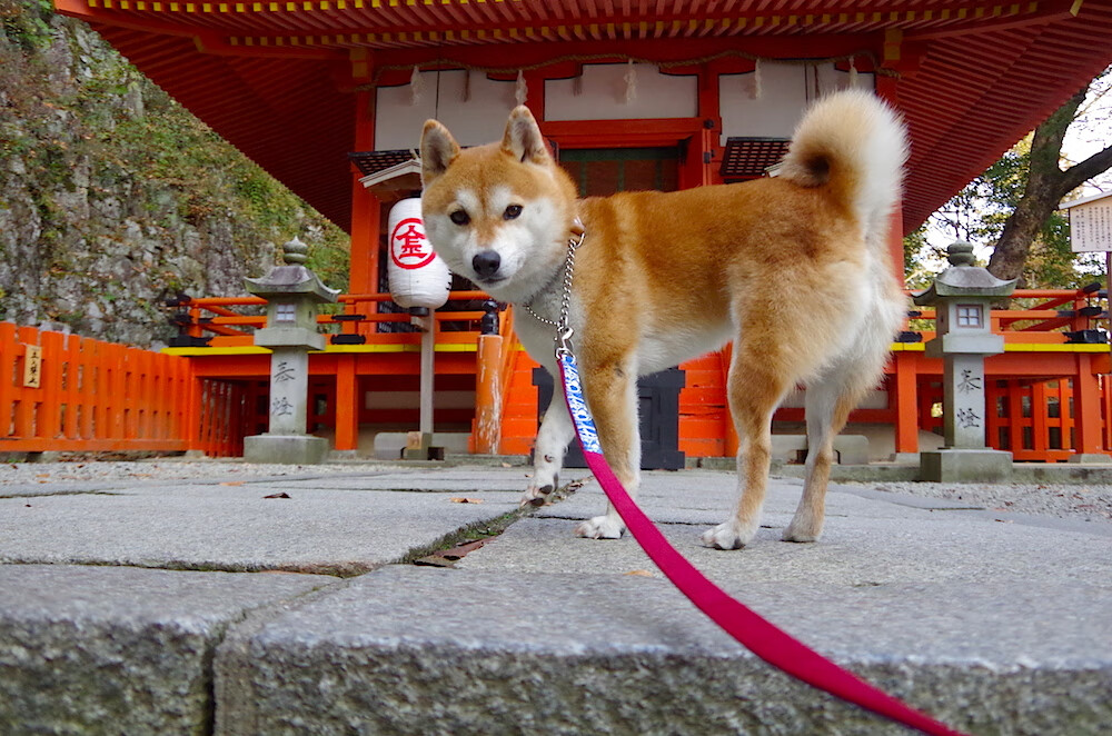 当蜂王指挥东方狮群,传统控卫的黄昏,何以在杭州照亮胜利?
