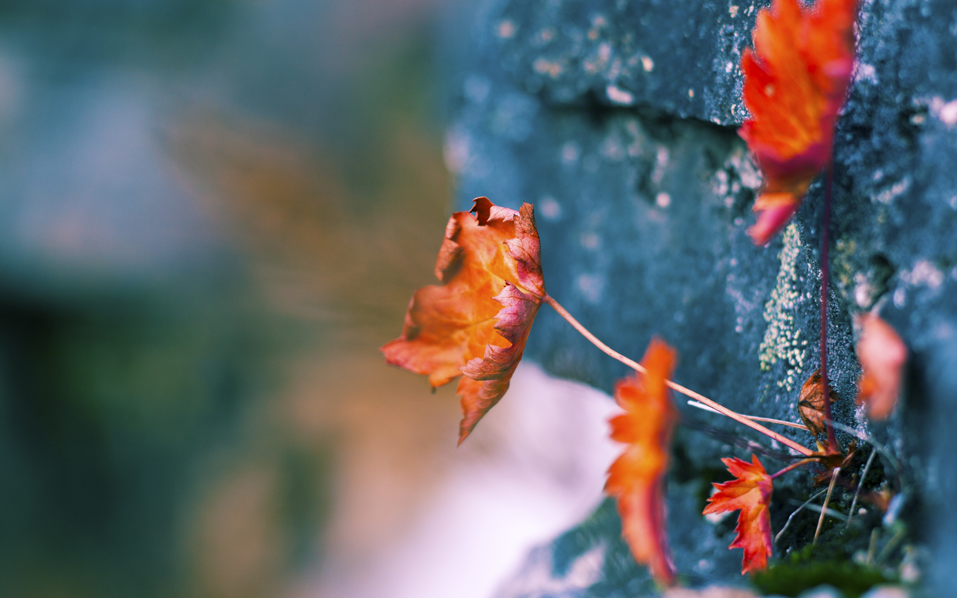 棋盘上的黑骑士,当卡马文加撕碎凯尔特人的宿命循环