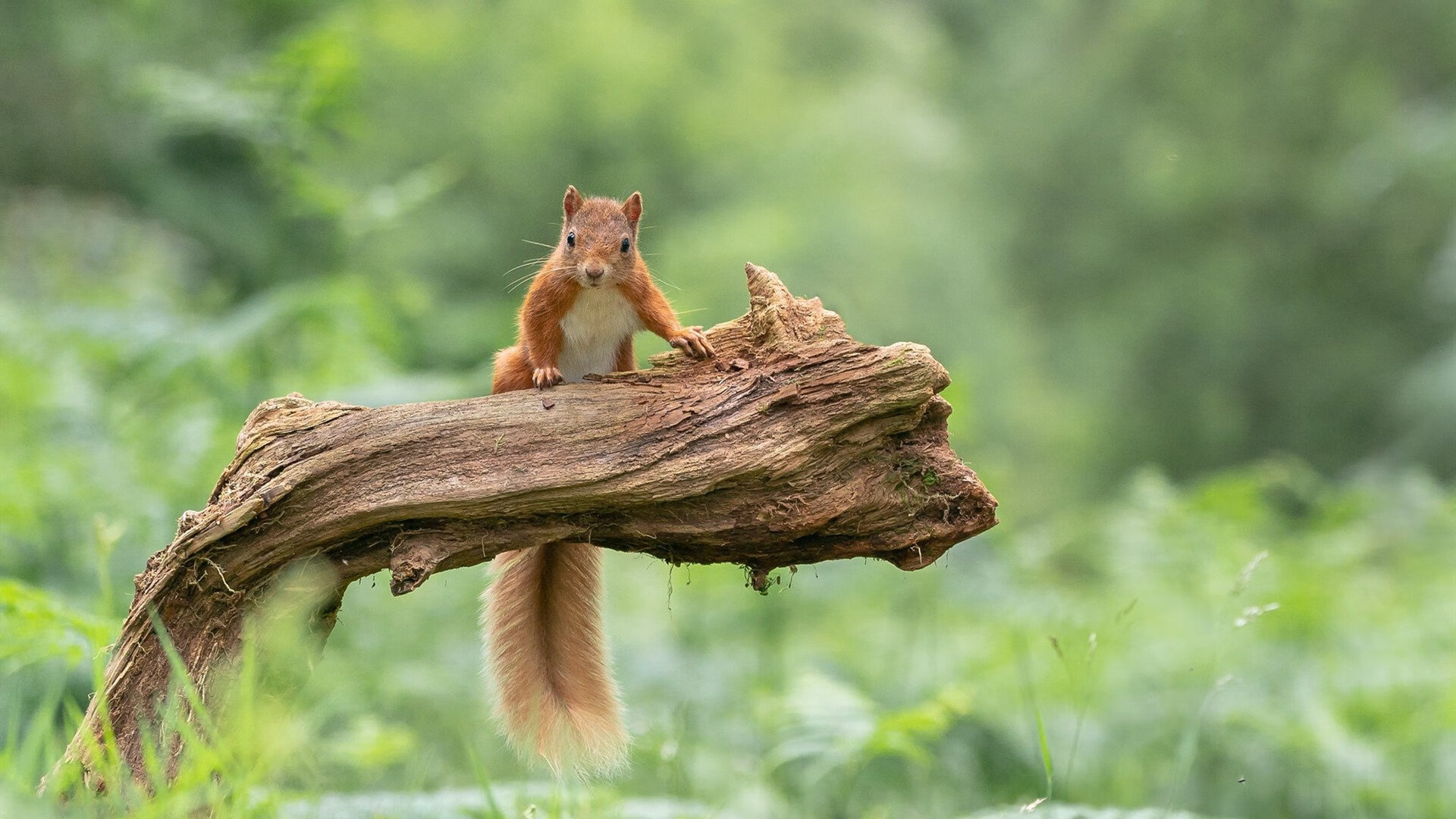 从亚洲到世界之巅，恩比德的总决赛蜕变之路