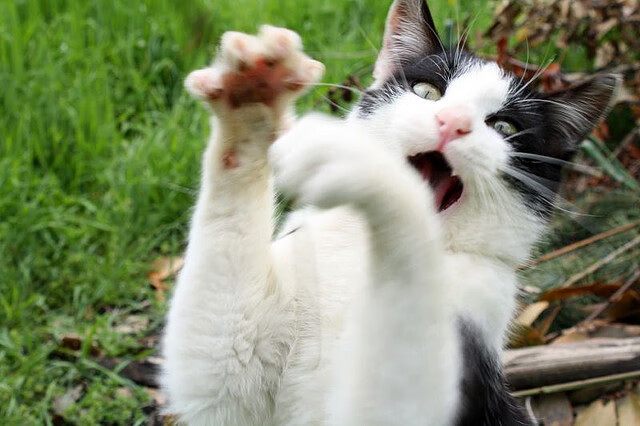 厄瓜多尔绞杀网下的破局者，若日尼奥用一场个人魔术秀定义比赛