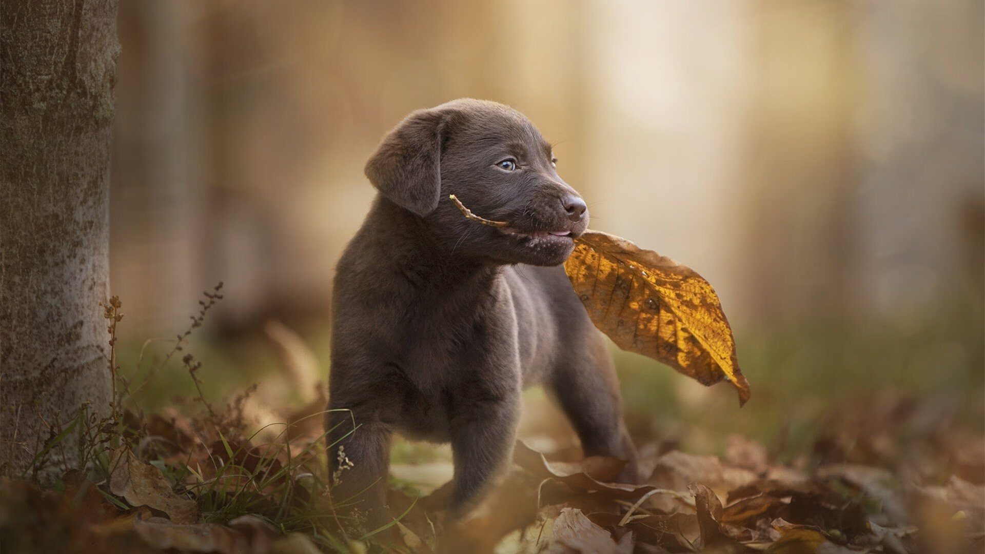 从冰封的后防线到加勒比的叹息，巴斯托尼，一位北方前哨如何冻结了美洲的足球之梦