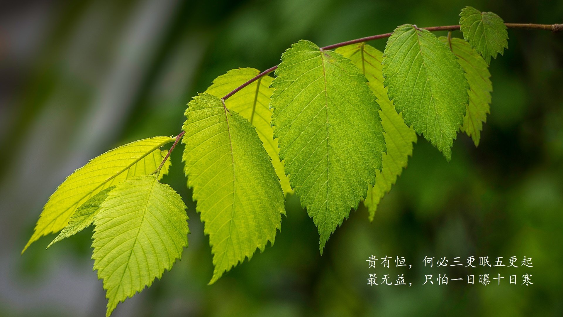 孤峰独峙，当波士顿的节奏在深圳湾响起—论塔图姆如何将一场商业赛锻造成不可复制的艺术